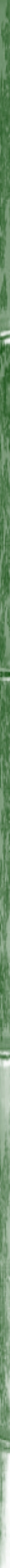 Taikiken green bamboo side stripe