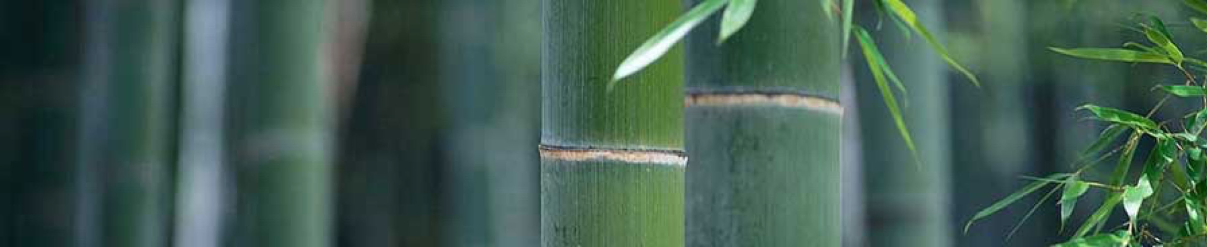 Taikiken top banner green bamboo 